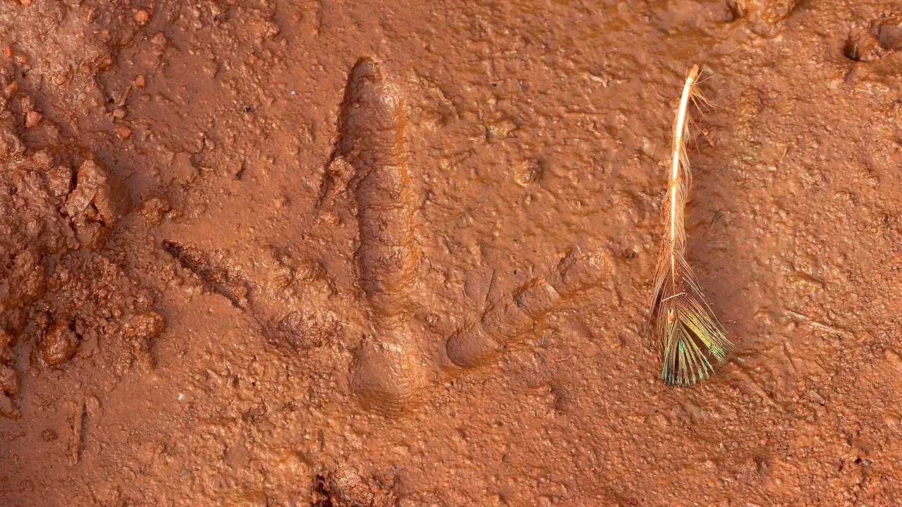 Footprint of an Indian Peafowl Tamilnadu