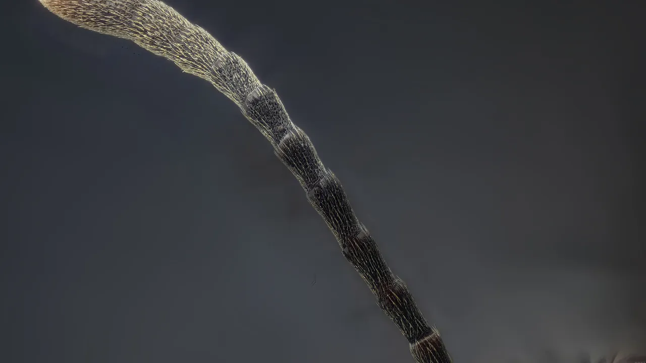Ant antenna