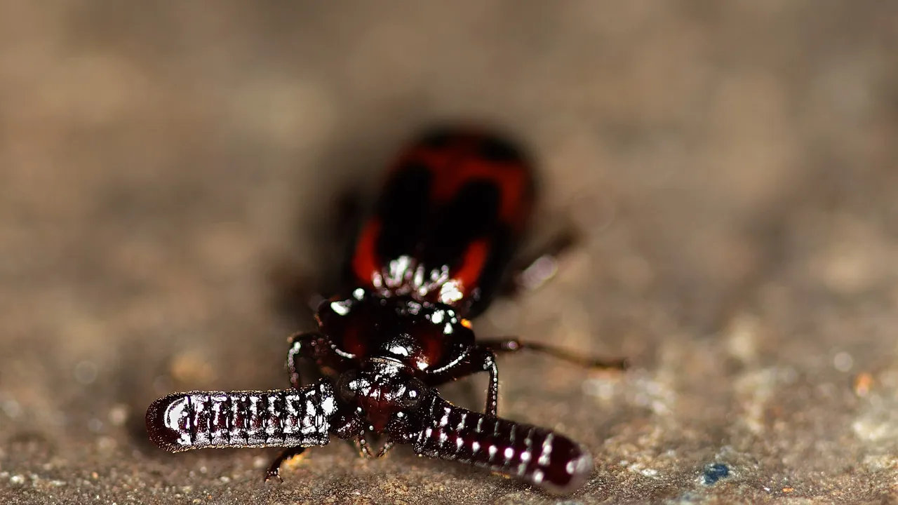 Ant nest beetle (Paussinae, Carabidae) (5682697024)