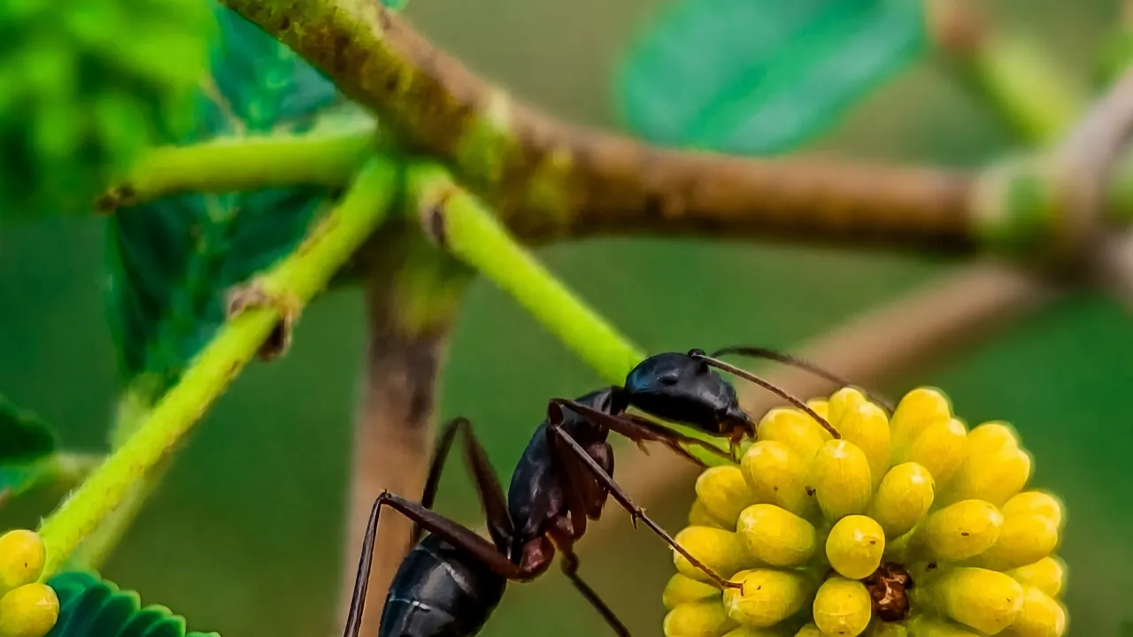 Macro photograph of an ant foraging on a flower bud