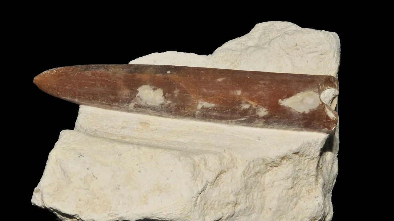 Rostre de bélemnite sur craie (Belgique) 1