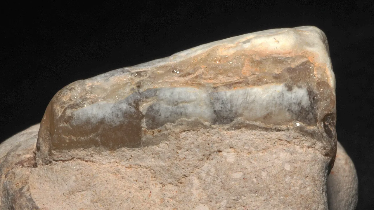 Opalization "Peratobelus sp."