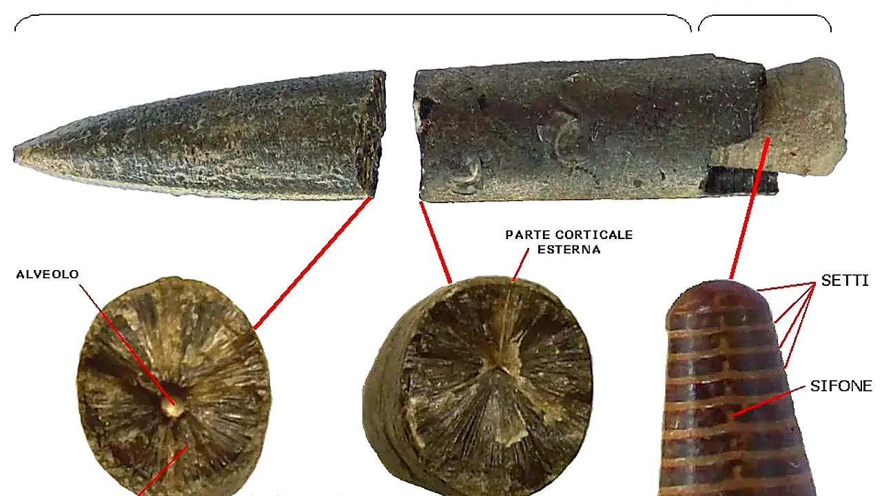 Belemnoidea fossil characters
