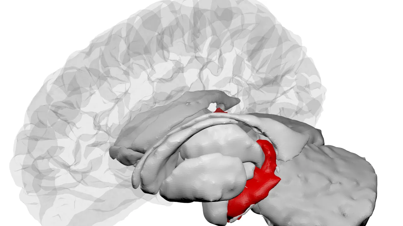 Hippocampus - DK ATLAS