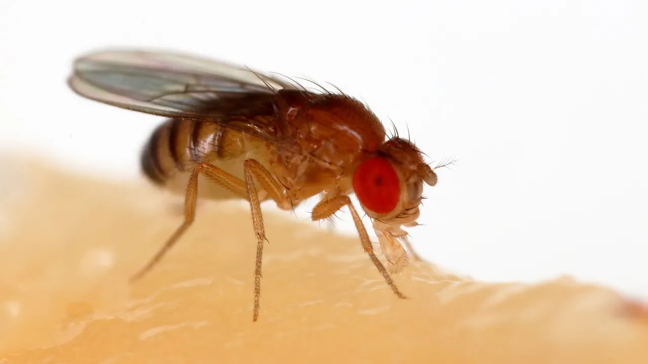Drosophila melanogaster Proboscis