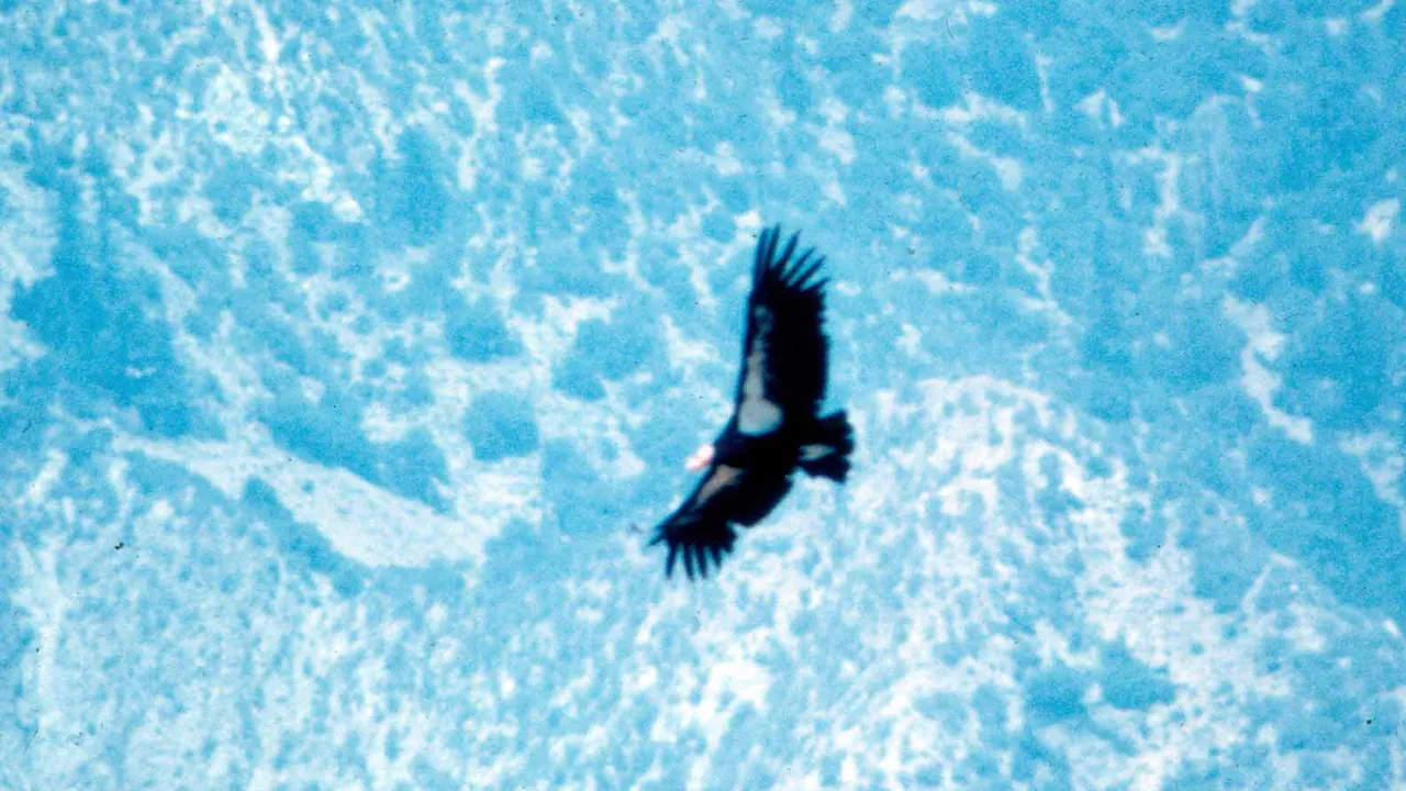 California condor in flight (26251730554)
