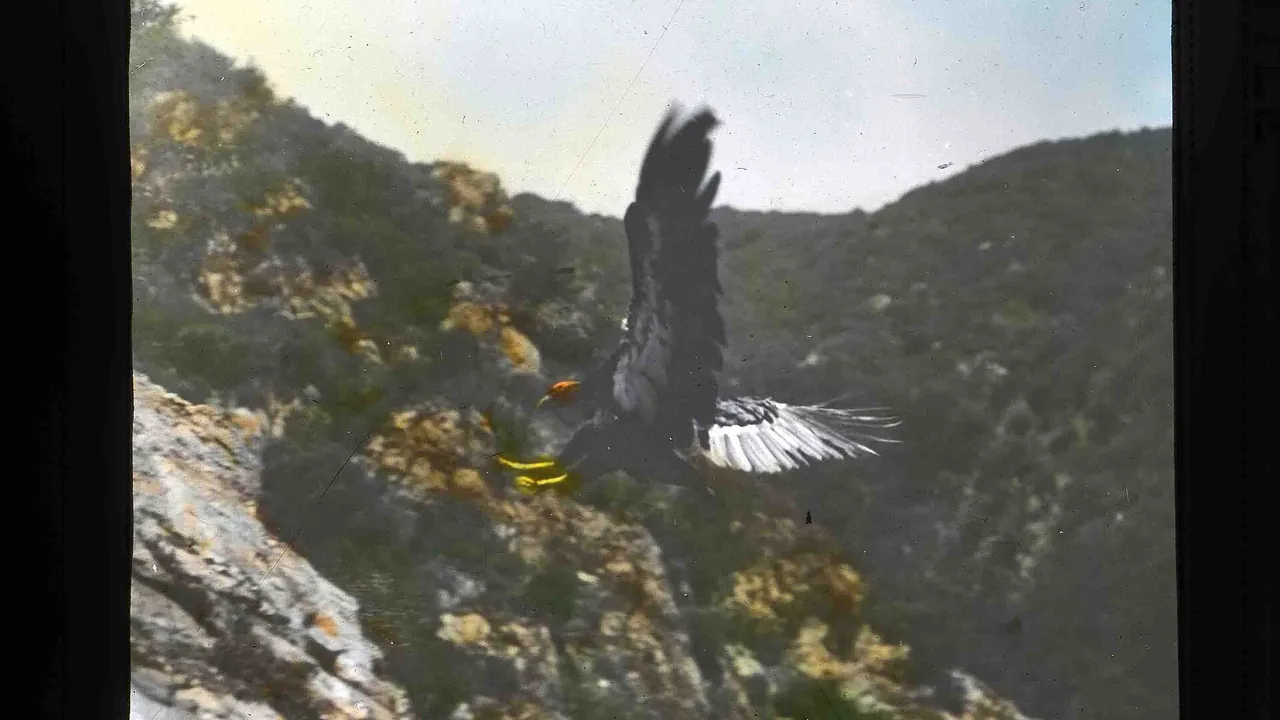 California condor in flight - DPLA - 07edad4670b07ef1443b03b0b089bdbe