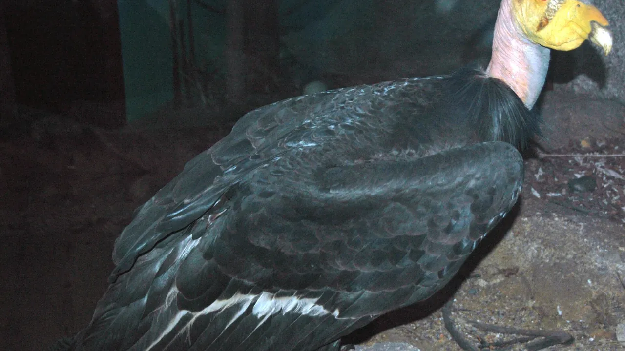 Gymnogyps californianus (California condor)