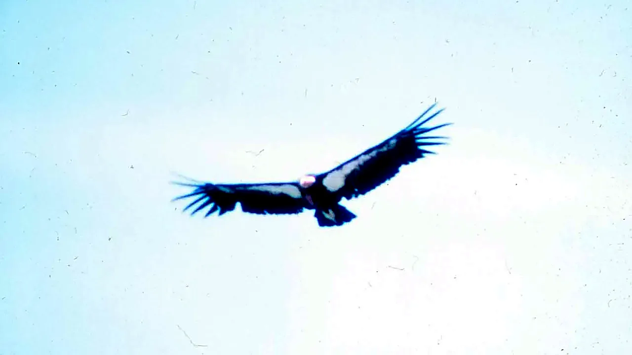Adult California condor in flight (26251613384)