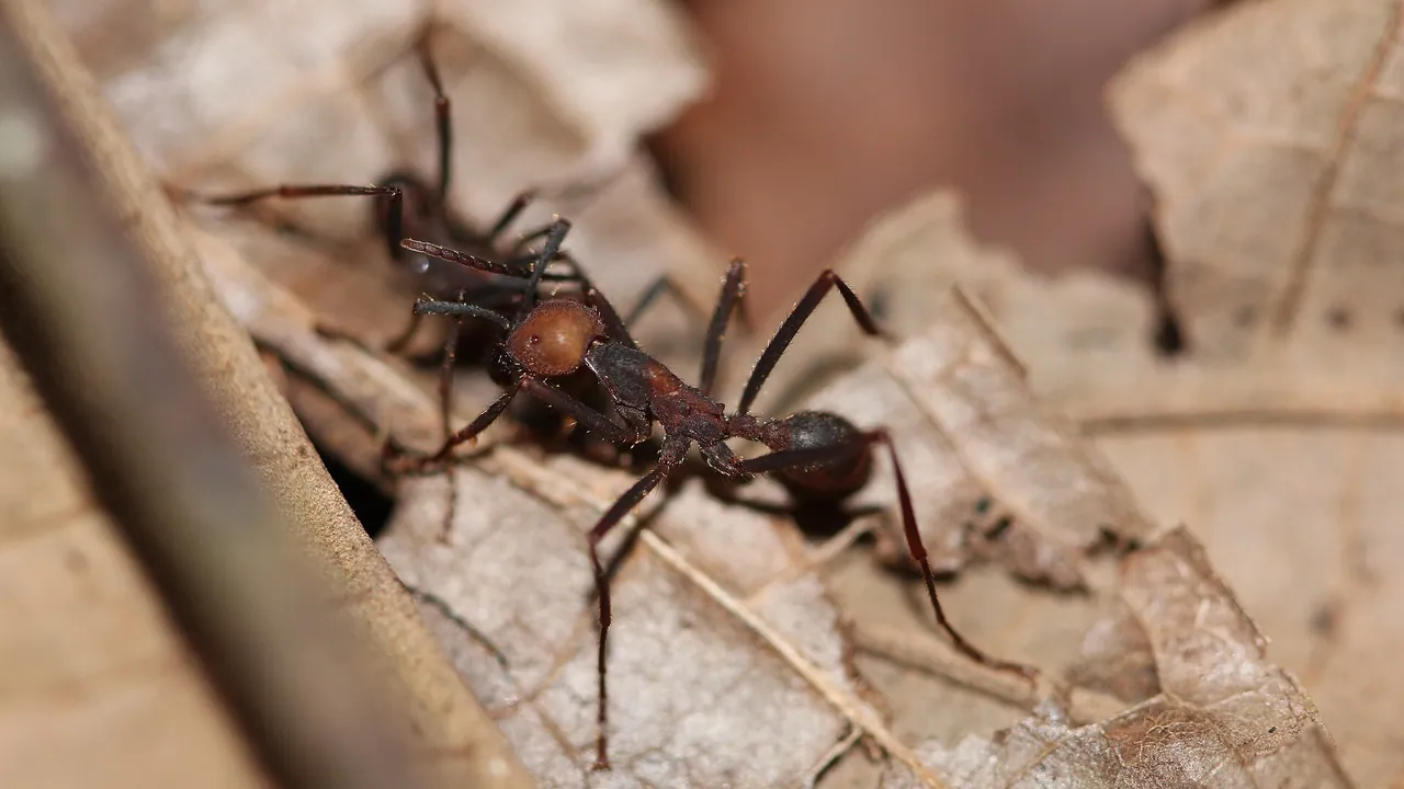 Eciton sp. (Army Ants)