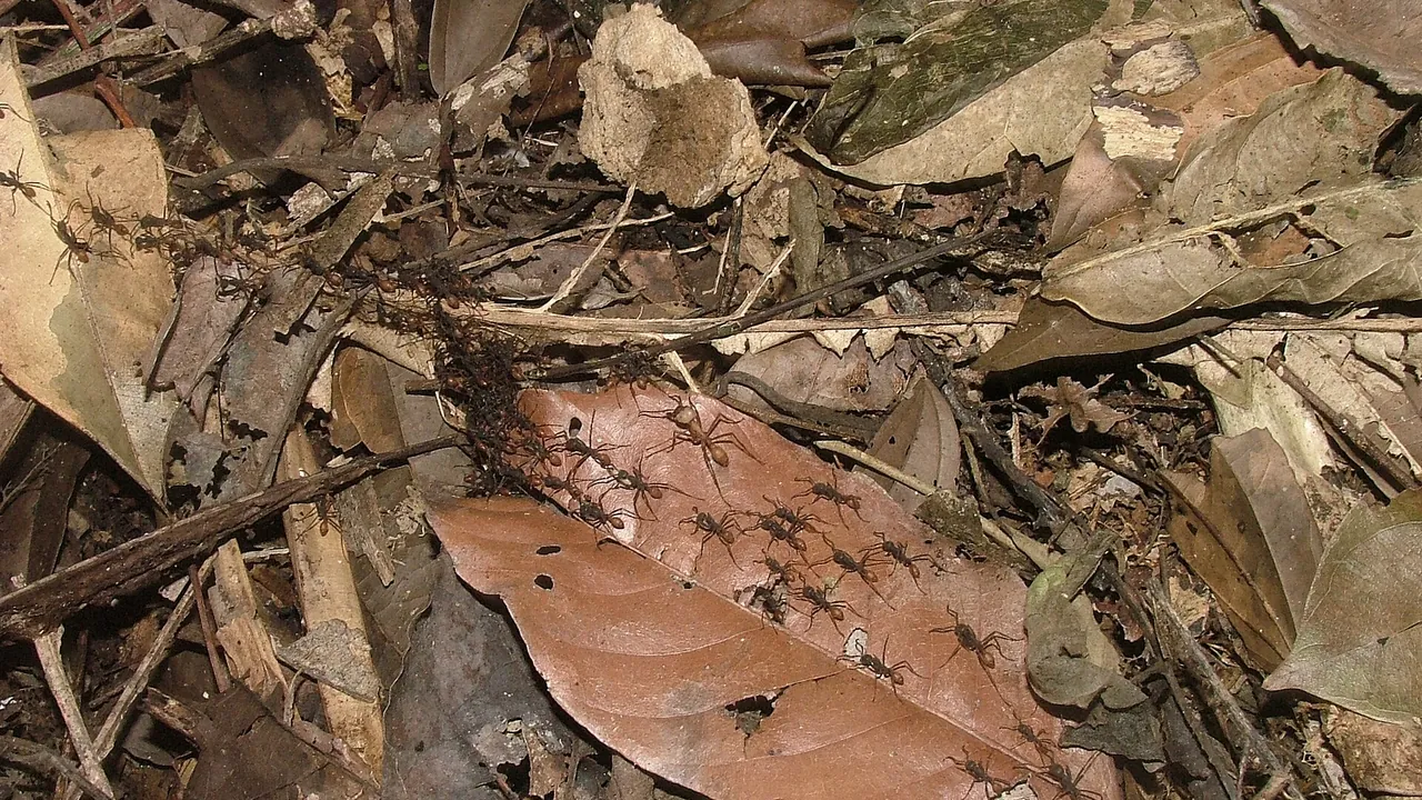Eciton burchellii