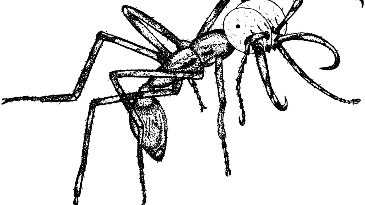 Eciton burchellii Illustration