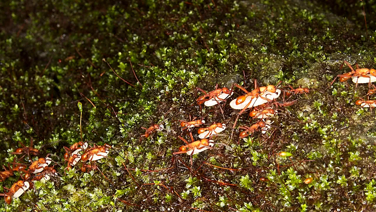 Army Ants Genus- Eciton (11057740974)