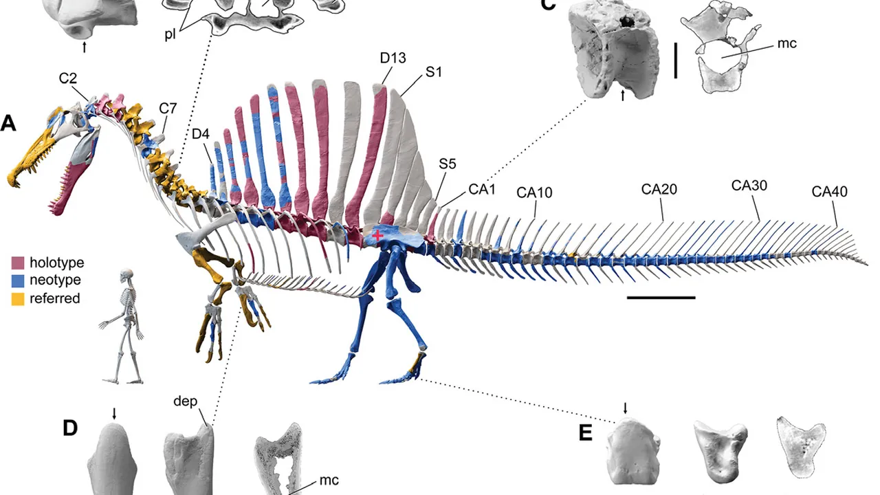 Digital skeletal reconstructions of Spinosaurus and Suchomimus