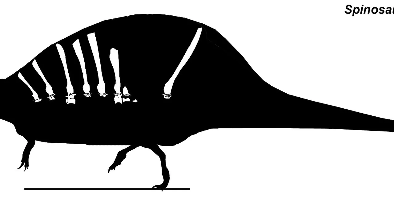 Spinosaurus aegyptiacus holotype skeletal