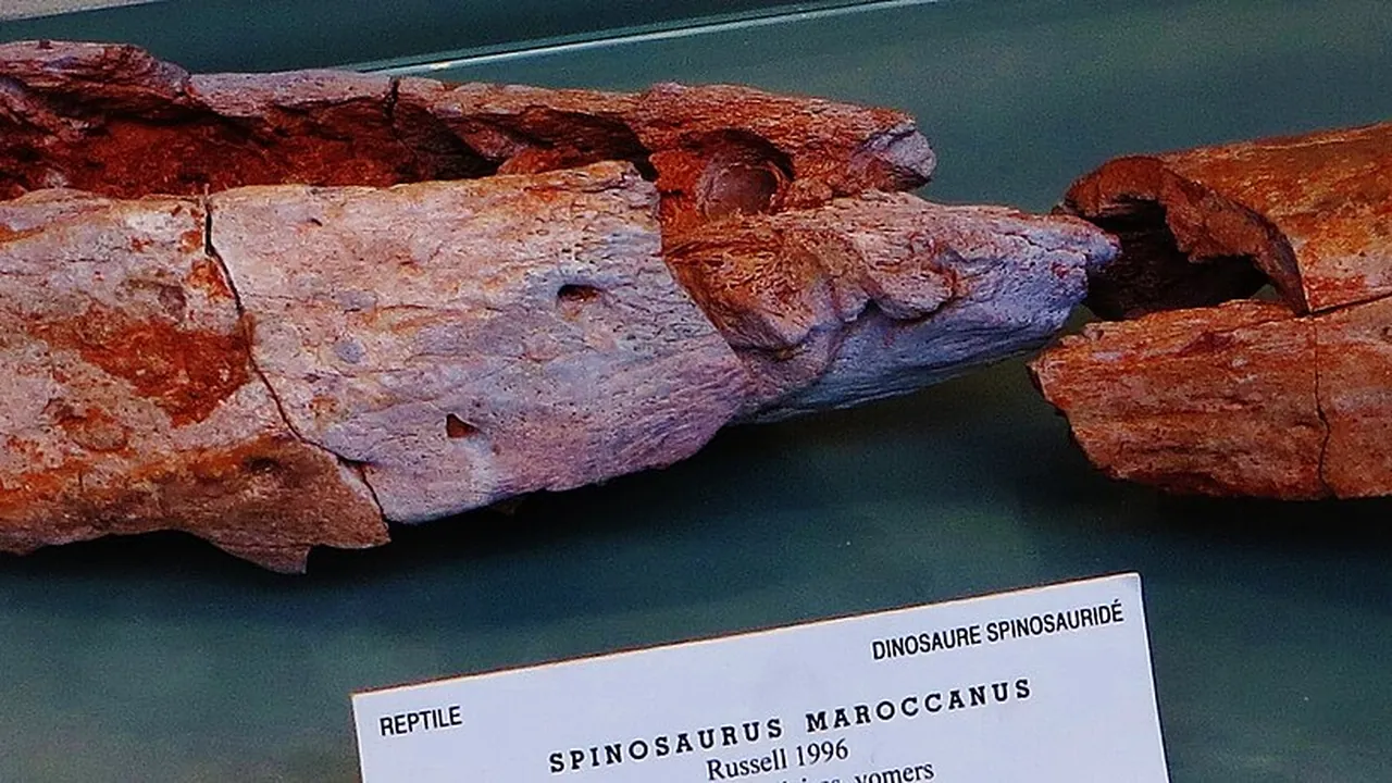 Spinosaurus maroccanus snout