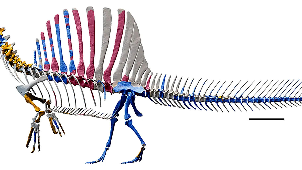 Digital skeletal reconstruction of Spinosaurus