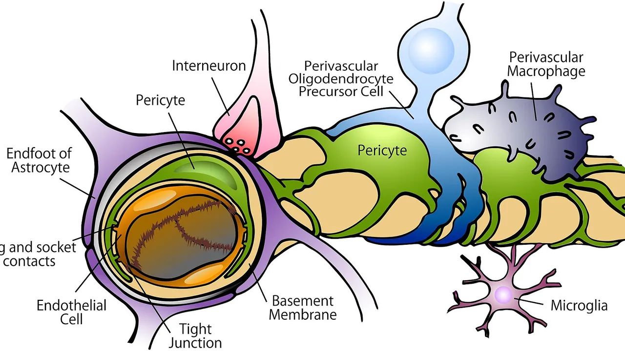 Constituents of the BBB in the capillary