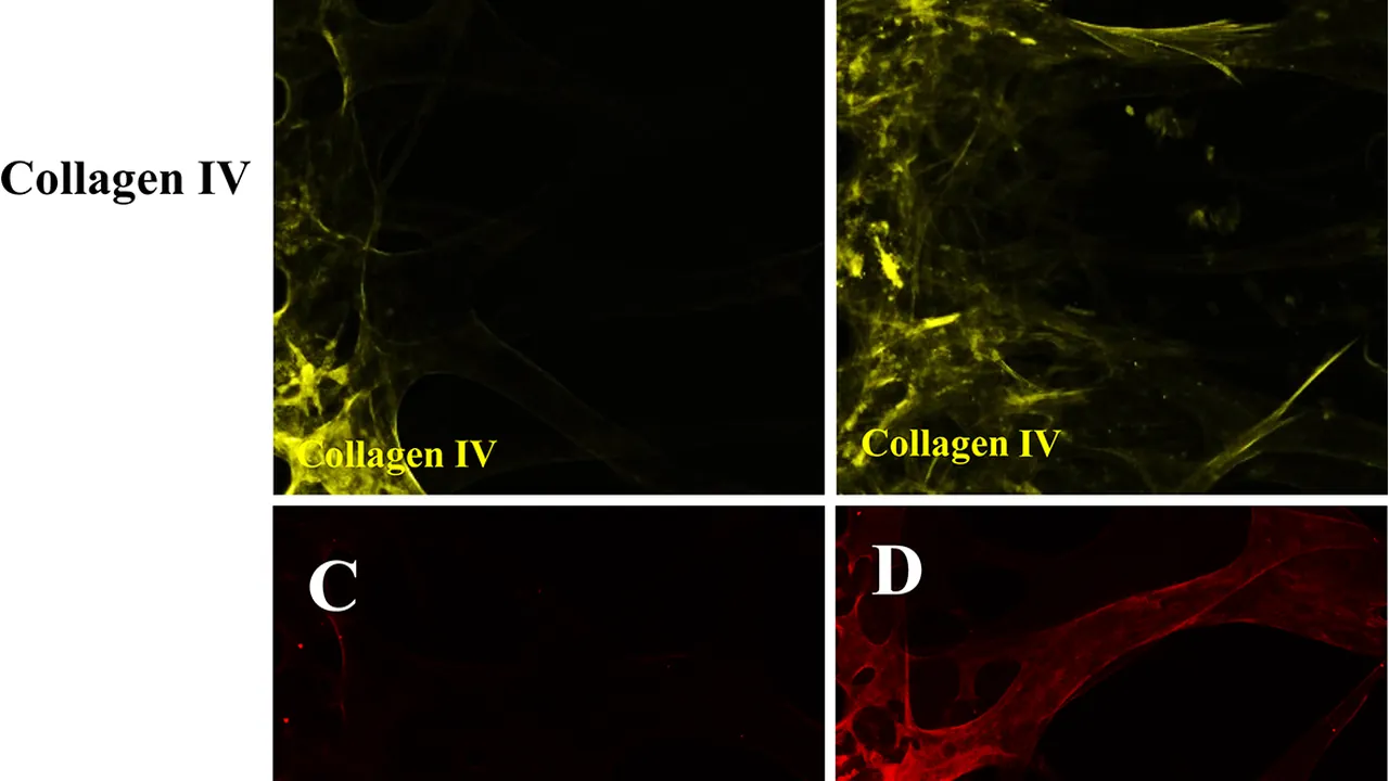Basement membrane deposition of endothelial cell and EC-pericyte conditions