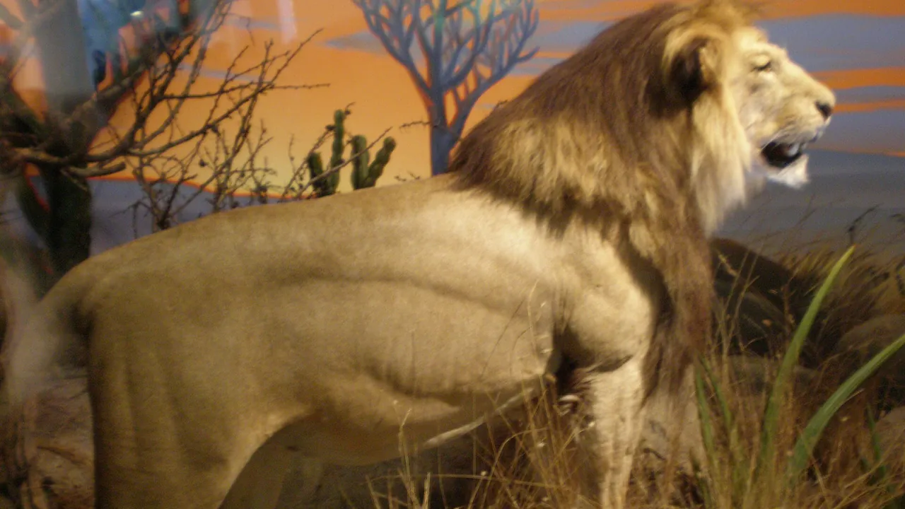 Male African Lion CAS