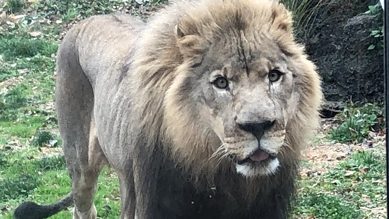 Male African Lion Philadelphia Zoo