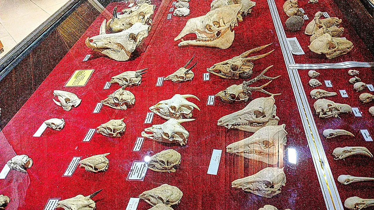 Fauna Displays - Lion, Ostrich, Cat, Camel and Animal Skeletons at OAU Museum 01