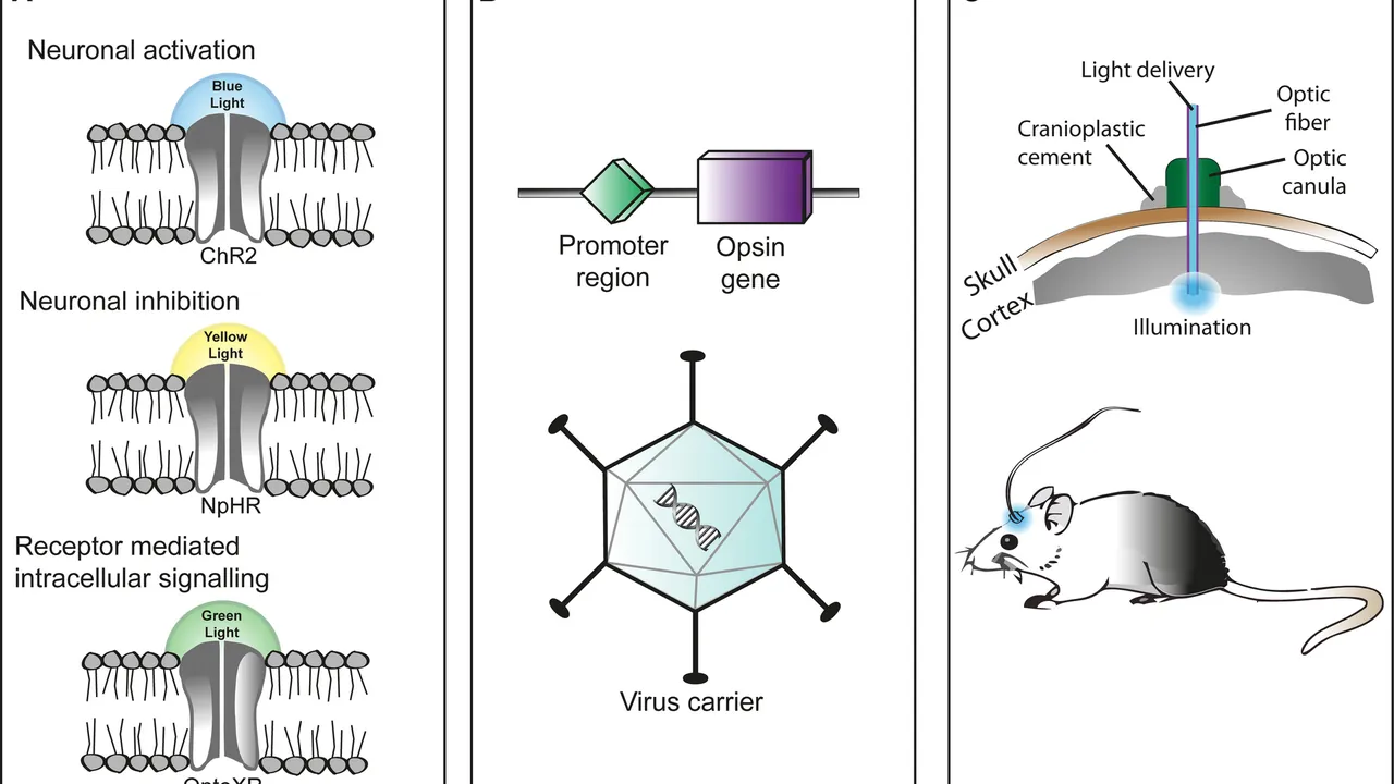 Optogenetic stimulation consists of several steps
