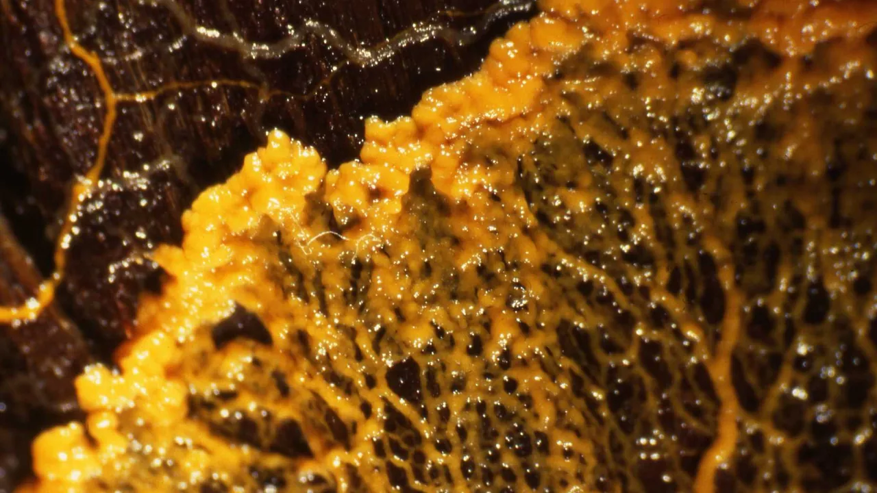 Physarum polycephalum