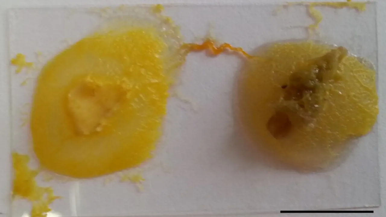 P. polycephalum islands
