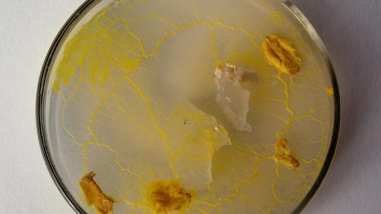 Slime mould (P. polycephalum)
