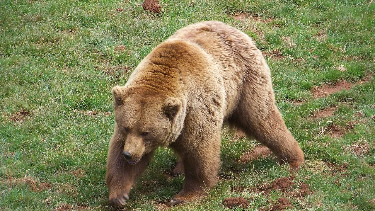 Cantabrian brown bear