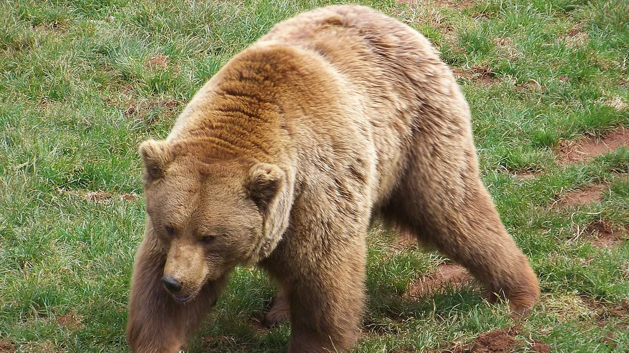 Cantabrian brown bear (cropped)