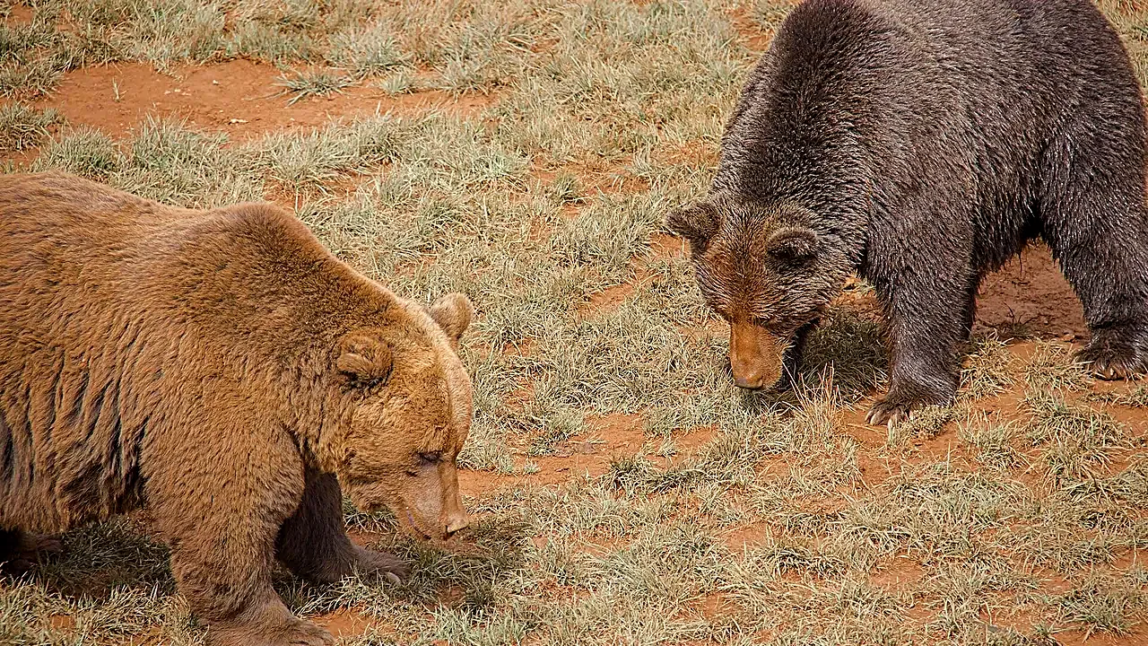 Cantabrian brown bears at Cabárceno