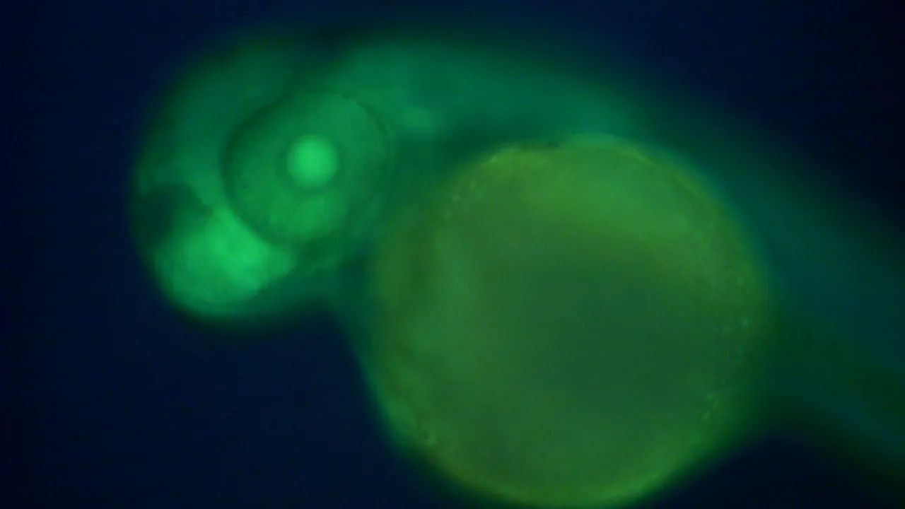 Embryo of Zebrafish