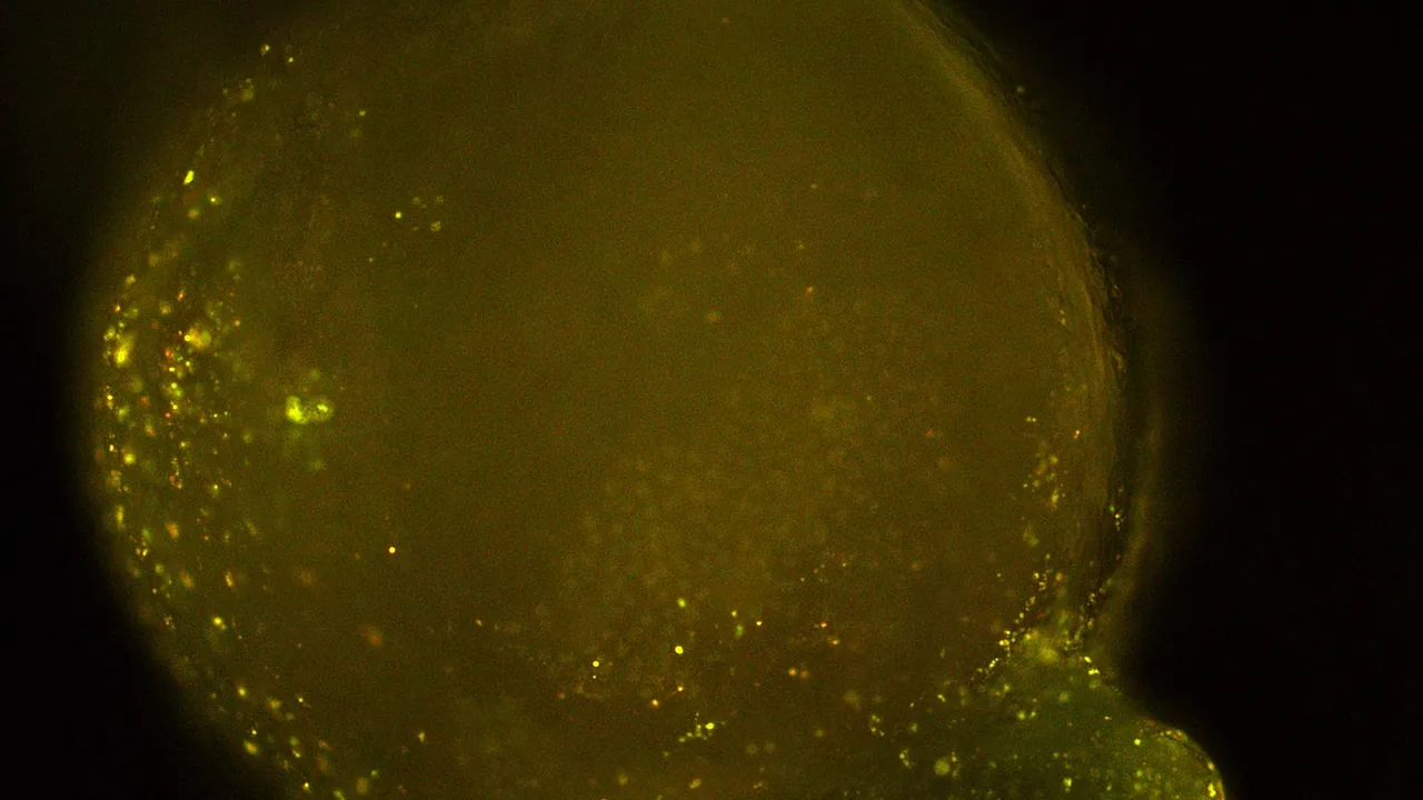 Cell death assay on zebrafish