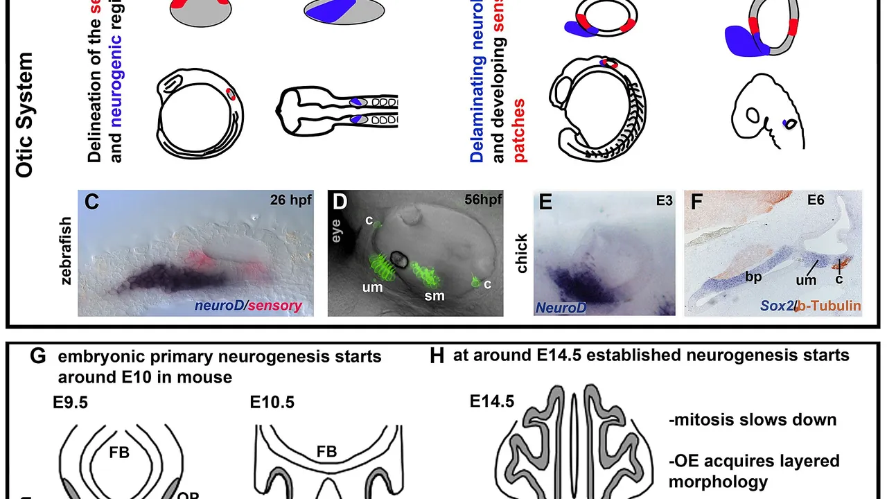 (A) Schematic drawing comparing the prospective neurogenic region in the otic placode from a 14 somite stage (ss) zebraf