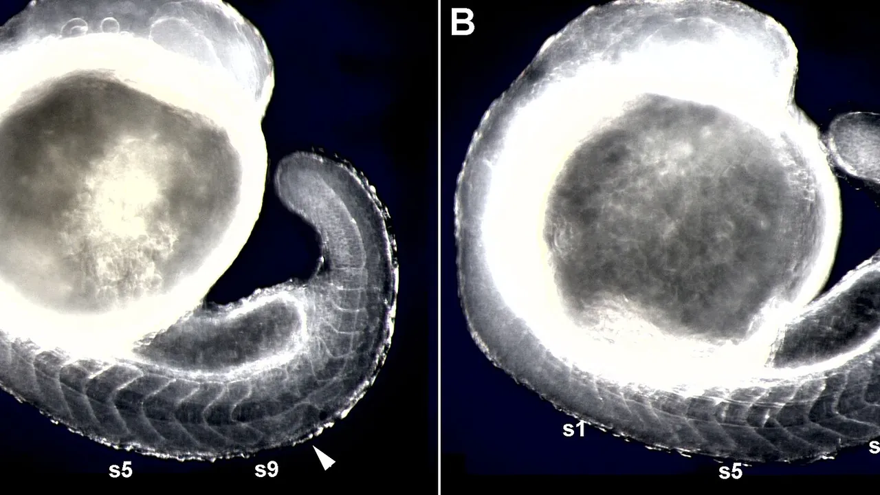 Zebrafish-Embryo-dark-field