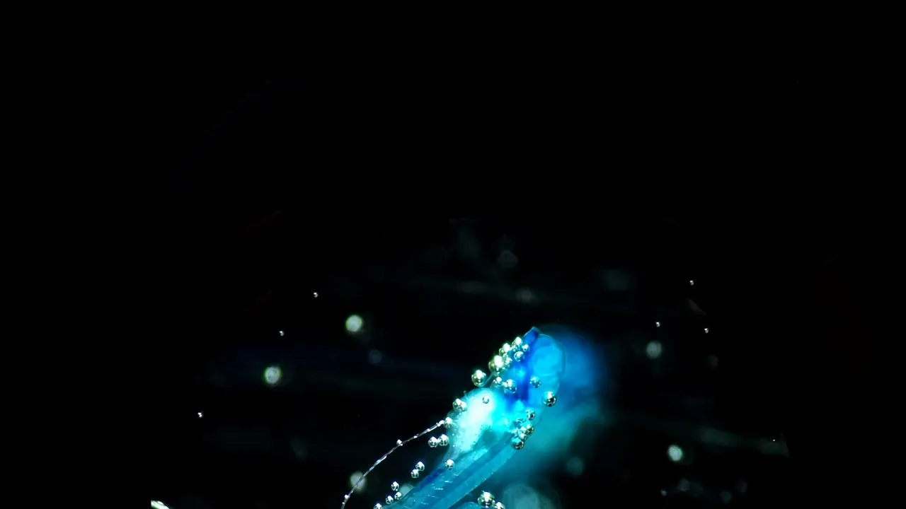 Embryos of Zebrafish