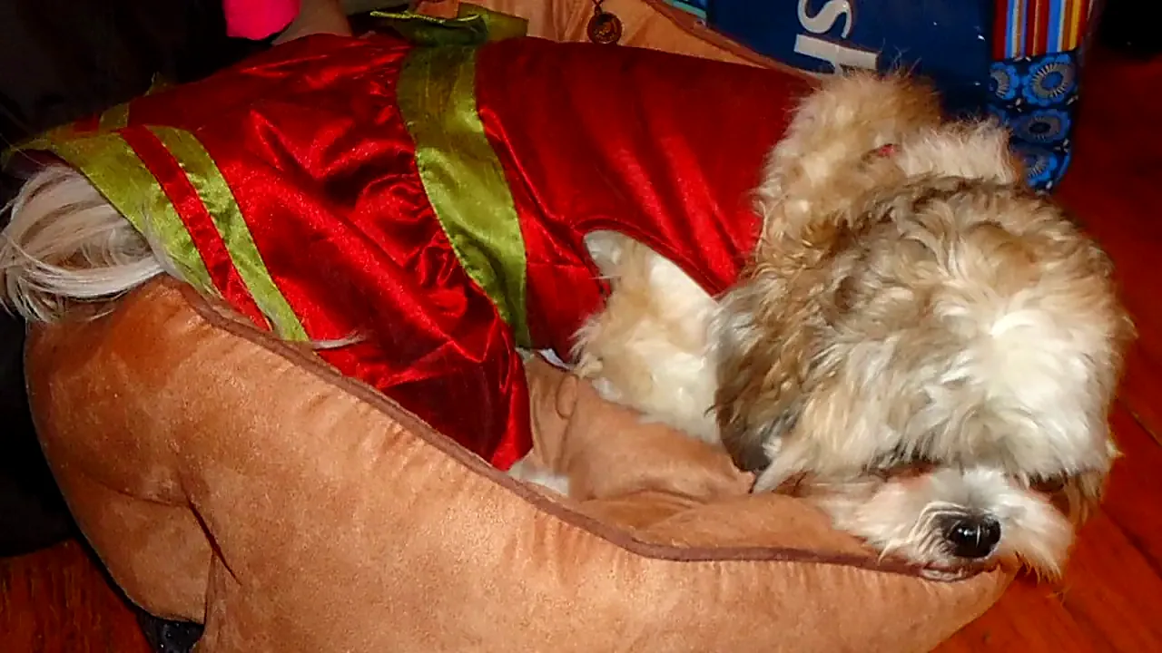 Dog sleeping in a dog bed