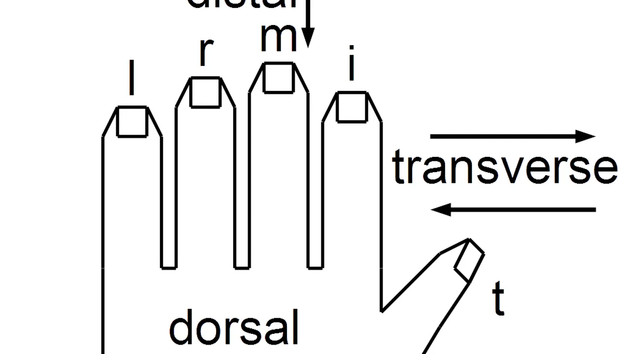 Anatomical string figure locations, left hand