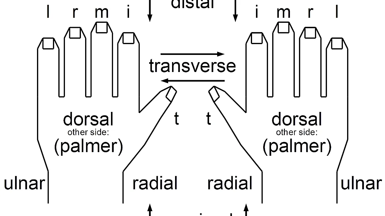 Anatomical string figure locations, both hands