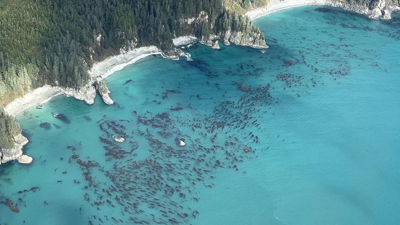 Kelp forest aerial survey view Glacier Bay National Park-Alaska-RM-009 (52503070553)
