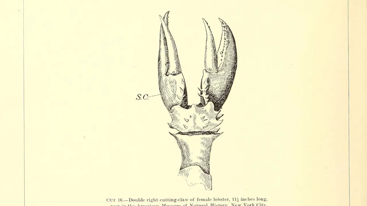 The American lobster (Cut 16-17) (6678738081)