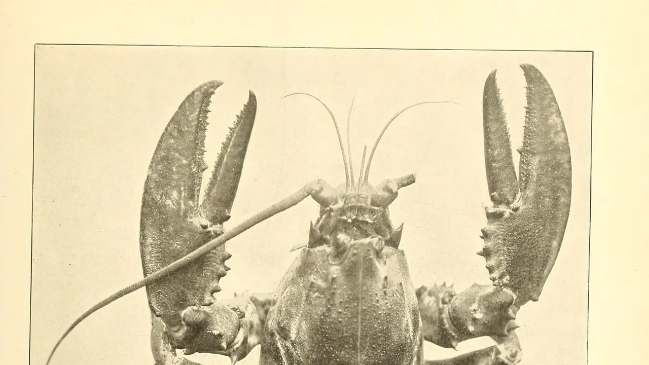 The American lobster (Plate 14) (6678744275)