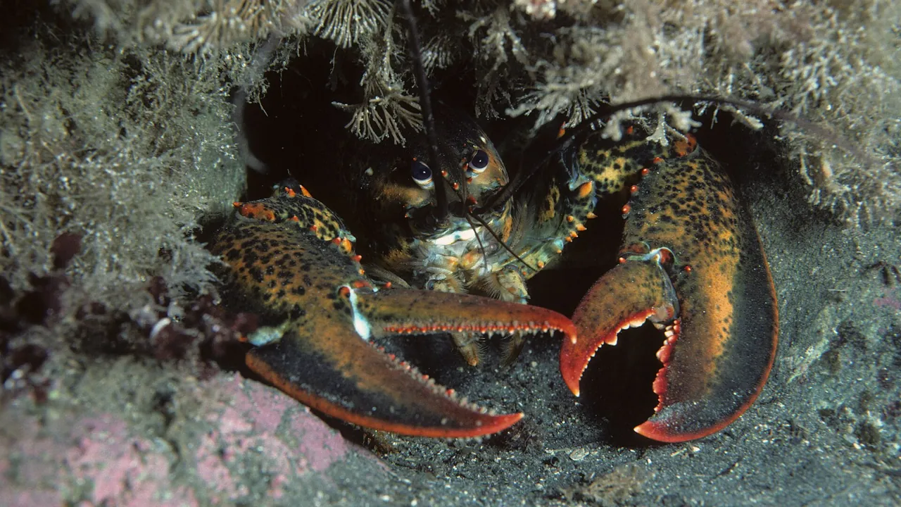 American lobster, Homarus americanus in Newfoundland, Canada (20563012093)