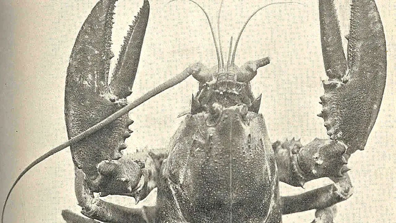 FMIB 39152 Adult Male Lobster with Abnormal Symmetry in Large Claws