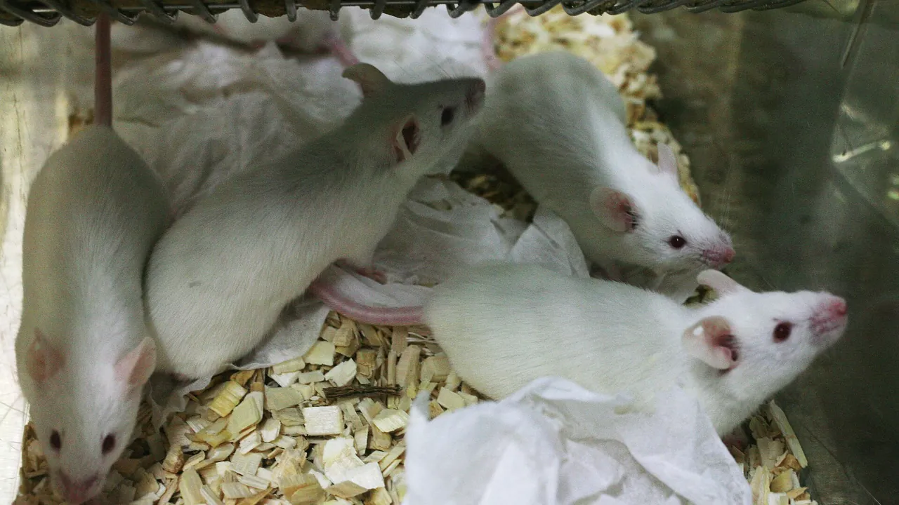 Lab mouse mg 3154