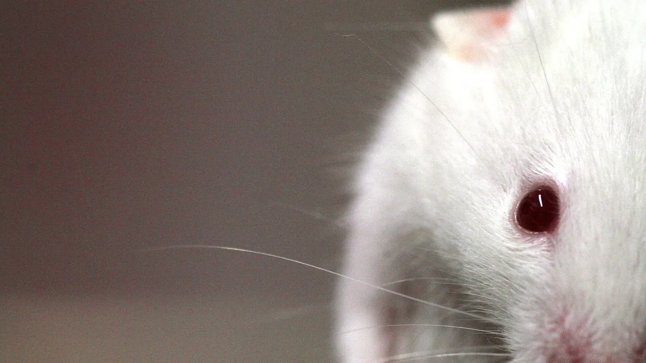 Lab mouse mg 3135