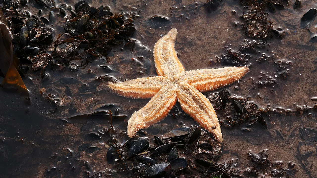 Common starfish - torbay