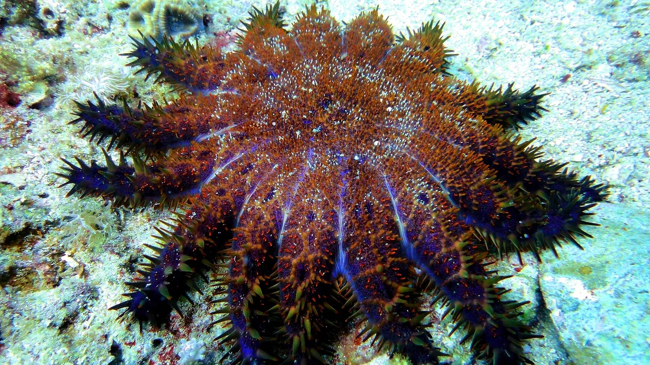 Crown of Thorns Starfish at Malapascuas Island v. II